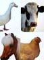 Realistic Farm Animal Stickers (100/ROLL)