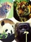 Realistic Zoo Animal Stickers (100/PKG)