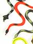 Rain Forest Snakes (12/PKG)
