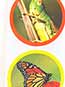 Realistic Bug Stickers (100/PKG)